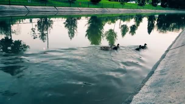운하에서 물 흐름에 대 한 수영 오리 — 비디오